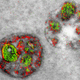 A mutl-color electron microscope image of cells after ingesting peptides. (Image: Adams et al./Cell Chemical Biology 2016)